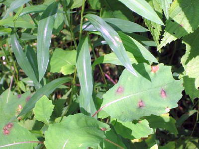 Bipolaris Species
